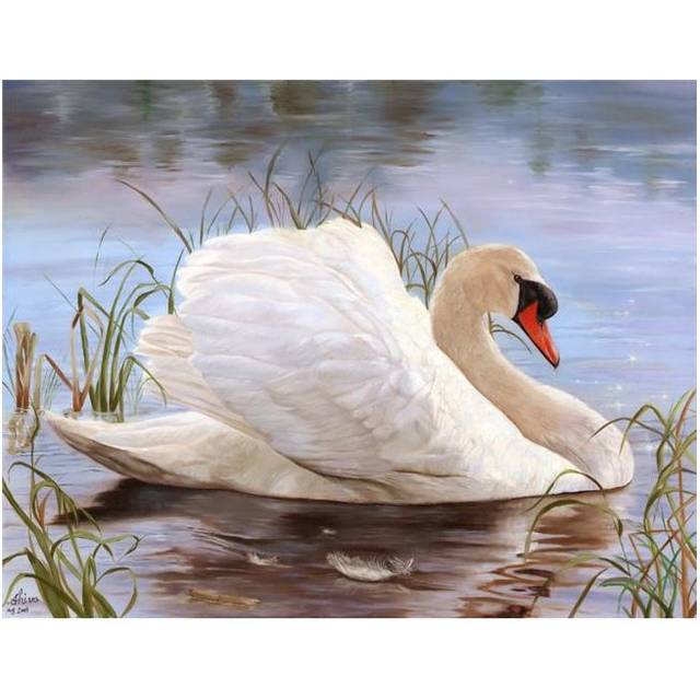 Swan Poster Print by Shiva - 11 x 8 in.