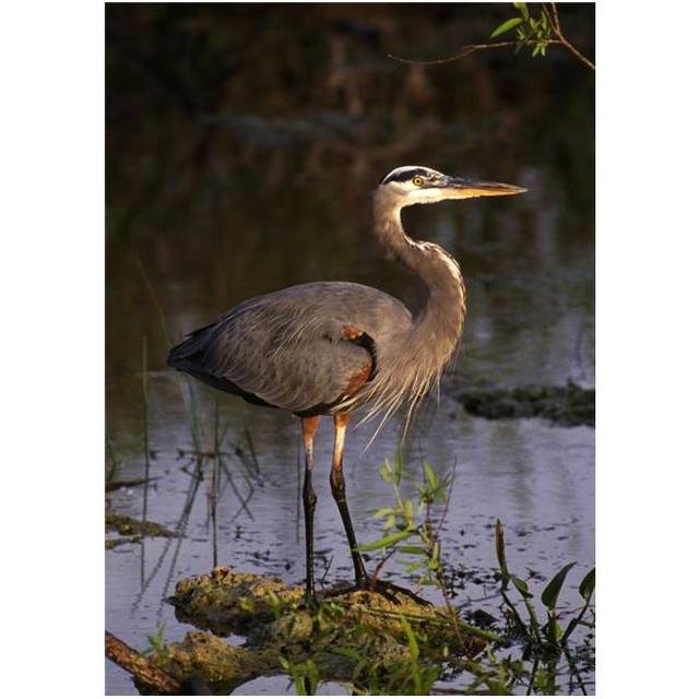 Great Blue Heron Poster Print by Natural Selection Ralph Curtin, 24 x 36 - Large