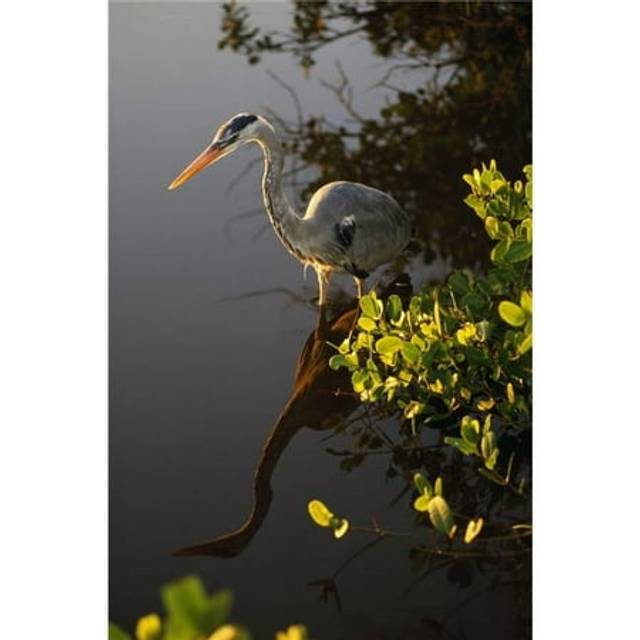 Great Blue Heron Poster Print by Natural Selection Ralph Curtin, 24 x 36 - Large