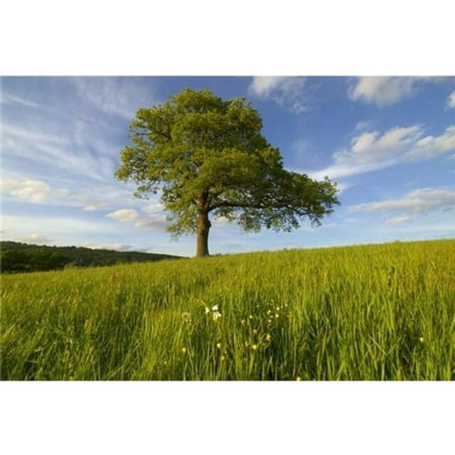 Single Oak Tree On A Hill Poster Print, 36 x 24 - Large