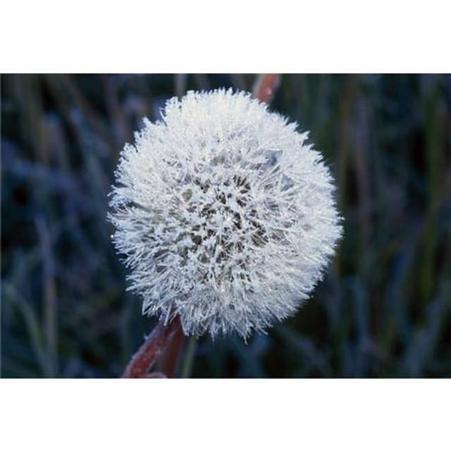Frost On Mature Dandelion Blossom Poster Print by Natural Selection Craig Tuttle, 36 x 24 - Large