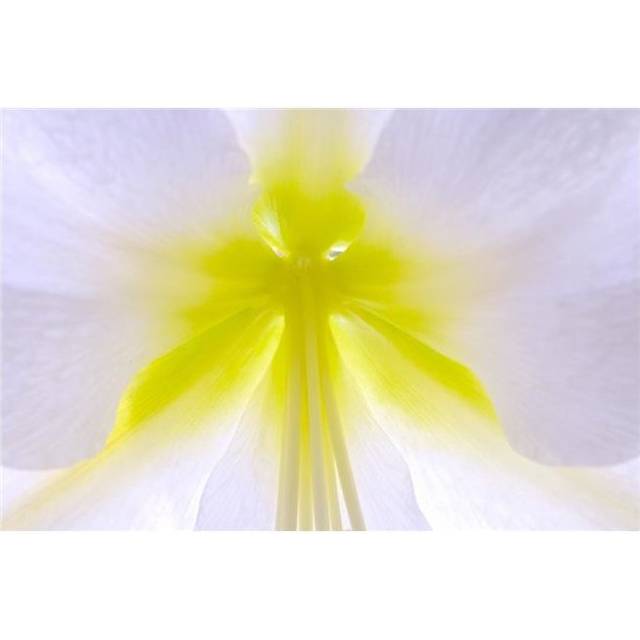 Close-Up of Flower Center Quebec Canada Poster Print, 19 x 12