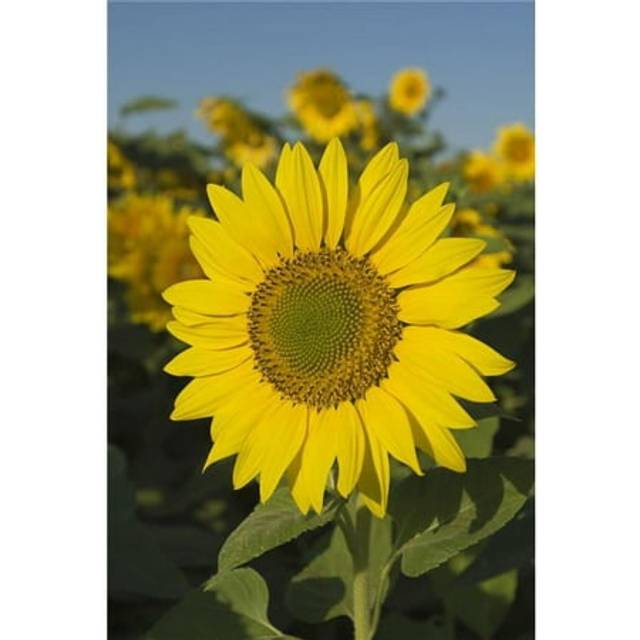 Sunflower Poster Print, 11 x 17