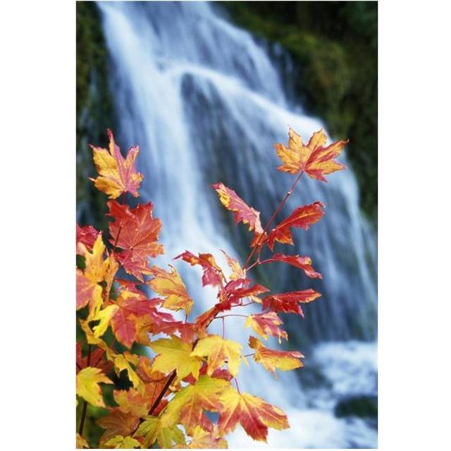 Maple Vine with Waterfall Poster Print by Natural Selection Craig Tuttle, 24 x 36 - Large
