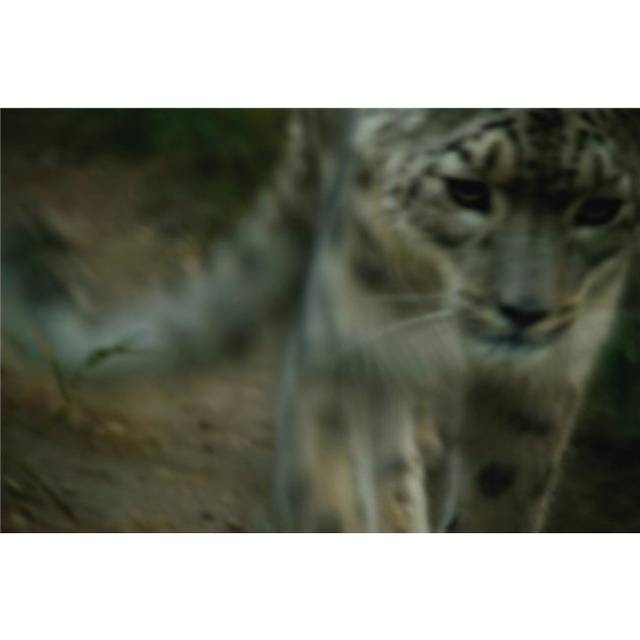 A Snow Leopard Poster Print by Darren Greenwood, 17 x 11