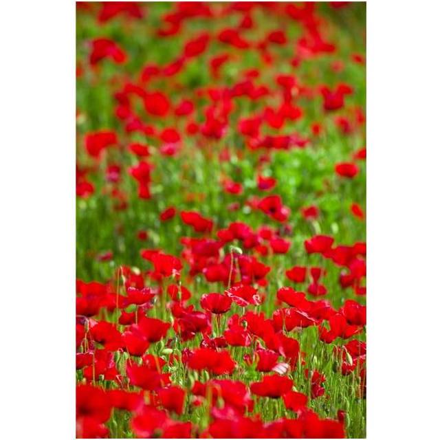 Poppy Field Poster Print by Carson Ganci, 22 x 34 - Large