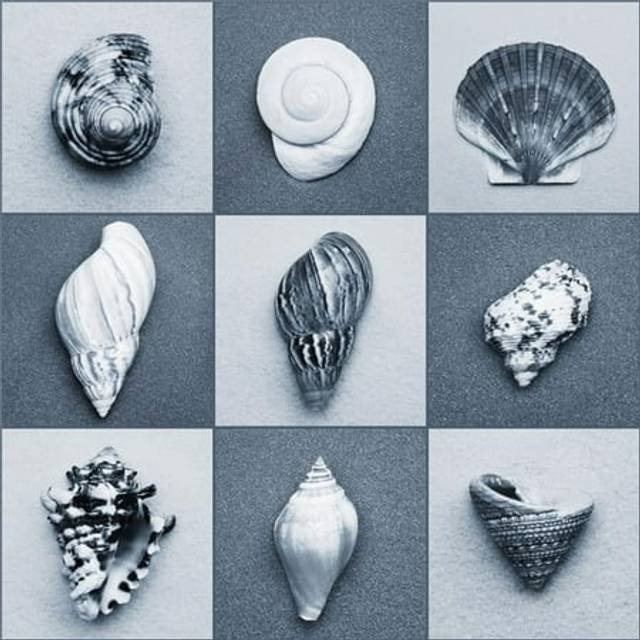 Seashell Composite Poster Print by Darren Greenwood, 24 x 24 - Large