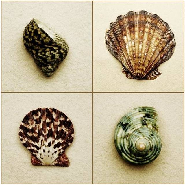 Seashell Composite Poster Print by Darren Greenwood, 24 x 24 - Large