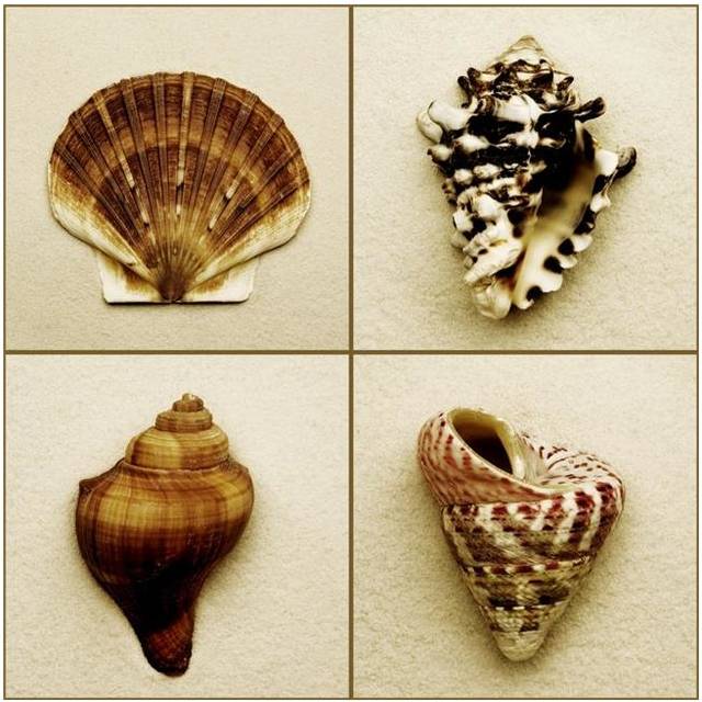 Seashell Composite Poster Print by Darren Greenwood, 24 x 24 - Large