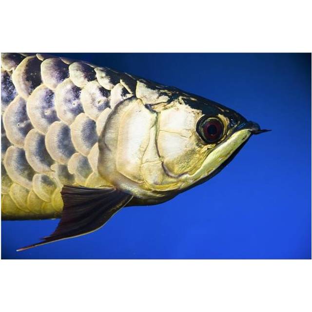 Closeup of A Fish Poster Print by Steve Nagy, 36 x 24 - Large