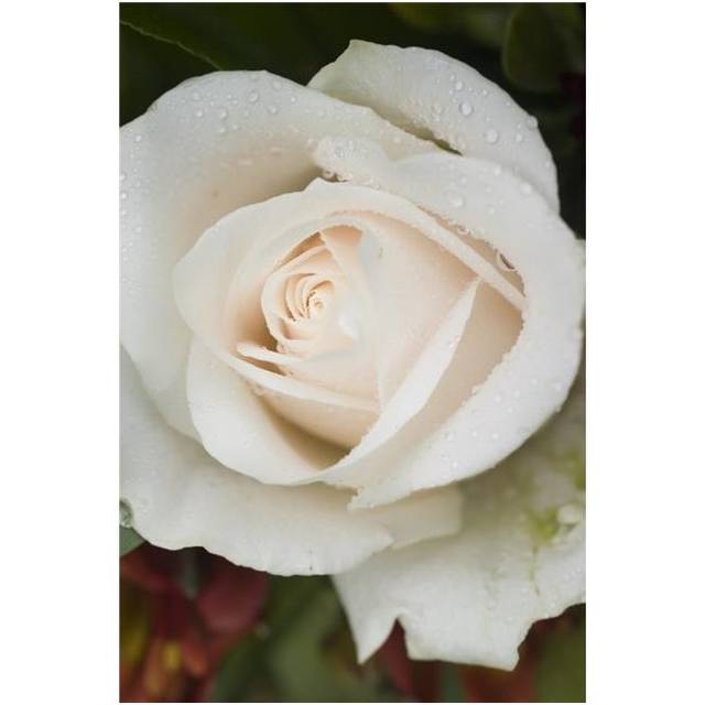 Closeup of White Rose Poster Print by Daniel Sicolo, 22 x 34 - Large