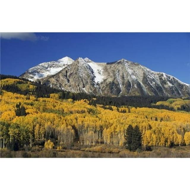 Aspen Trees In Autumn Rocky Mountains Colorado USA Poster Print, 19 x 12