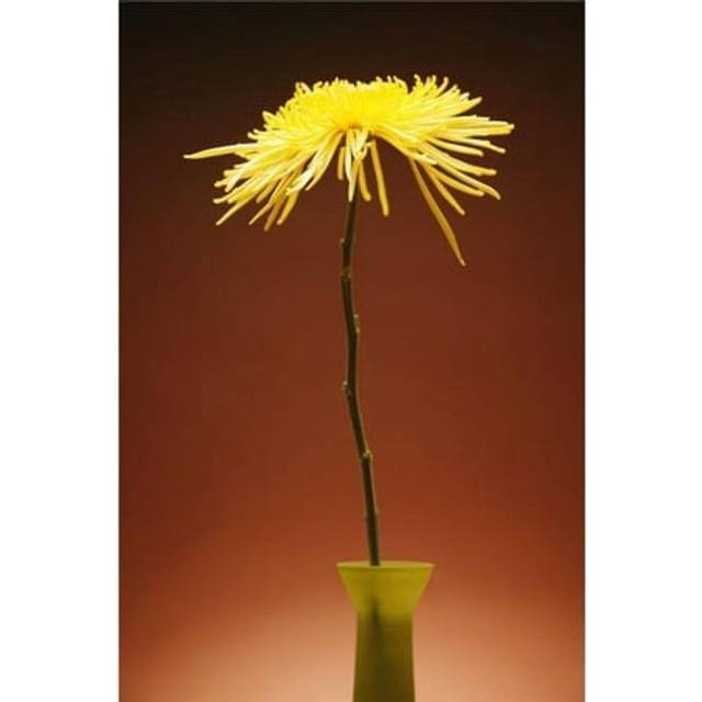 Flower in a Vase Poster Print by Kelly Redinger, 22 x 34 - Large