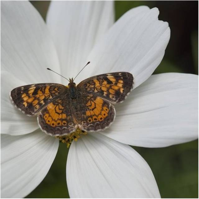 Butterfly on White Flower Poster Print, 24 x 24