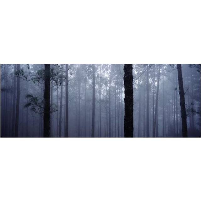Pine Trees In Cloud In The forest Corona Poster Print, 36 x 13 - Large