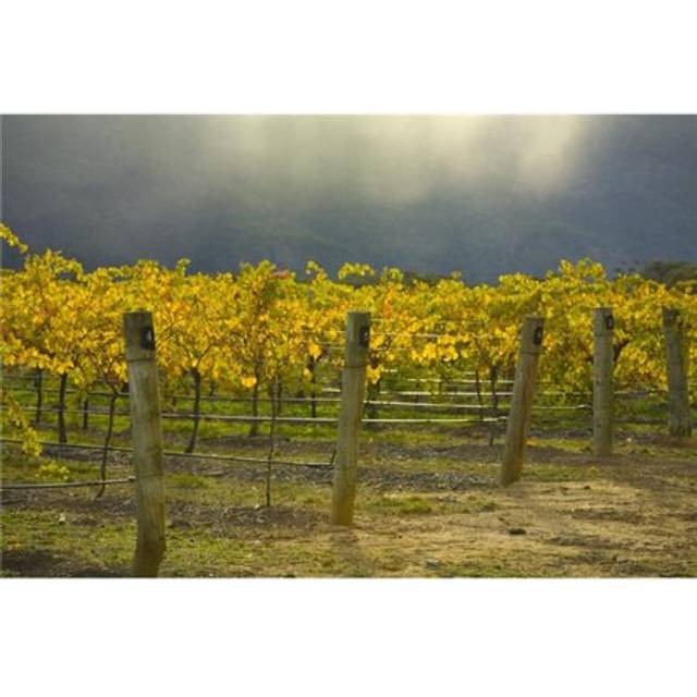 Vineyard Poster Print, 19 x 12