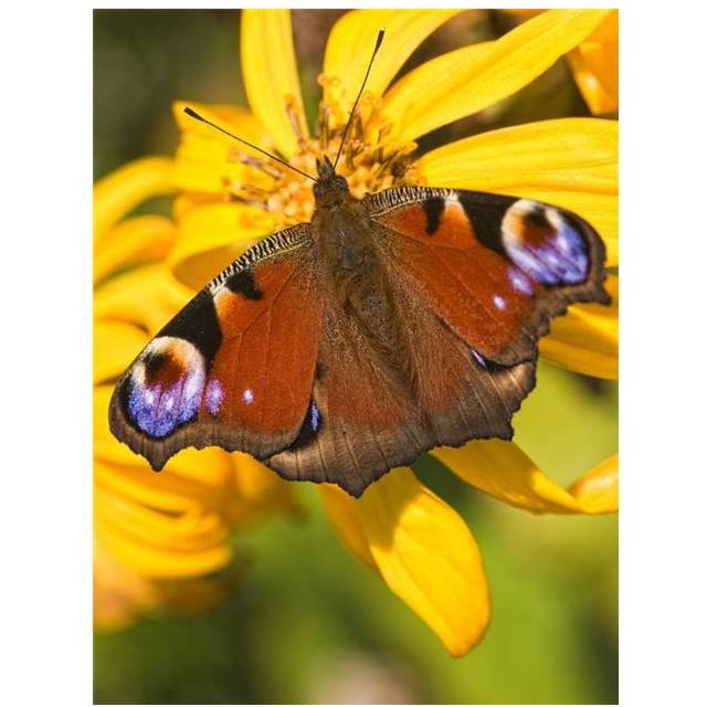 Peacock Butterfly Poster Print, Large - 26 x 34