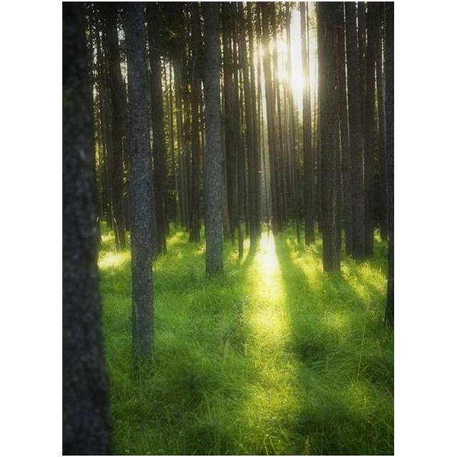 A Beautiful Wooded Area Poster Print by Kelly Redinger, 22 x 32 - Large