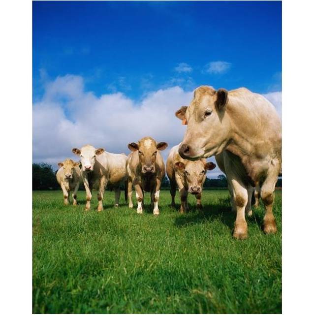 Cattle Charolais Poster Print by The Irish Image Collection, 26 x 34 - Large