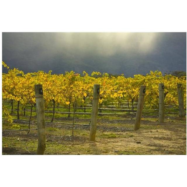 Vineyard Poster Print, 38 x 24