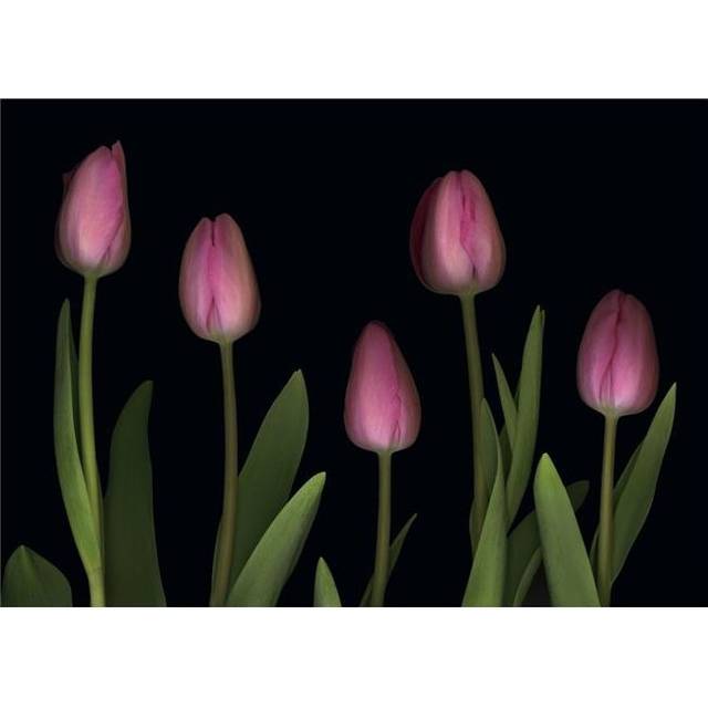 Pink Tulips Poster Print by Deddeda, 17 x 12