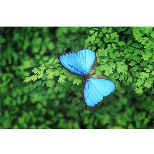 A Blue Butterfly Poster Print - 17 x 11 in.