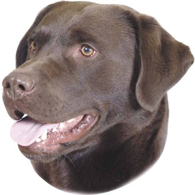 Nobby Sticker Labrador Brun