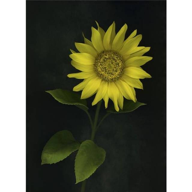 Sunflower Poster Print by Deddeda, 24 x 32 - Large