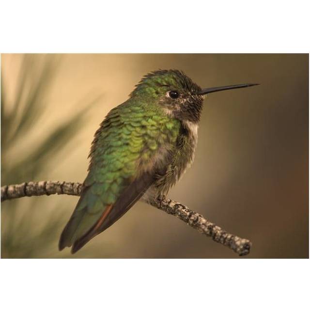 Humming Bird On Branch Poster Print by Raven Regan, 34 x 22 - Large