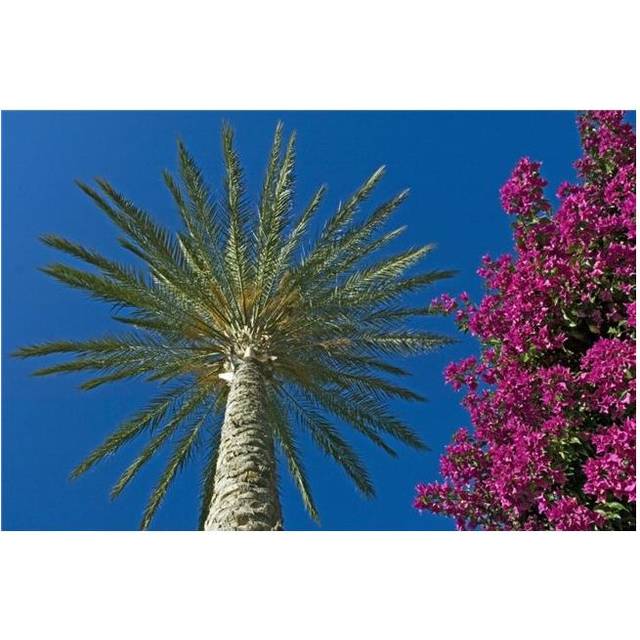 Palm Tree & Pink Flowers, Close Up Poster Print, 17 x 11