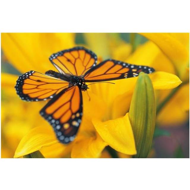 Monarch Butterfly on Flower Poster Print - 34 x 22 in. - Large