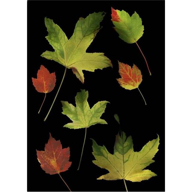 Colorful Autumn Leaves Poster Print by Deddeda, 24 x 34 - Large