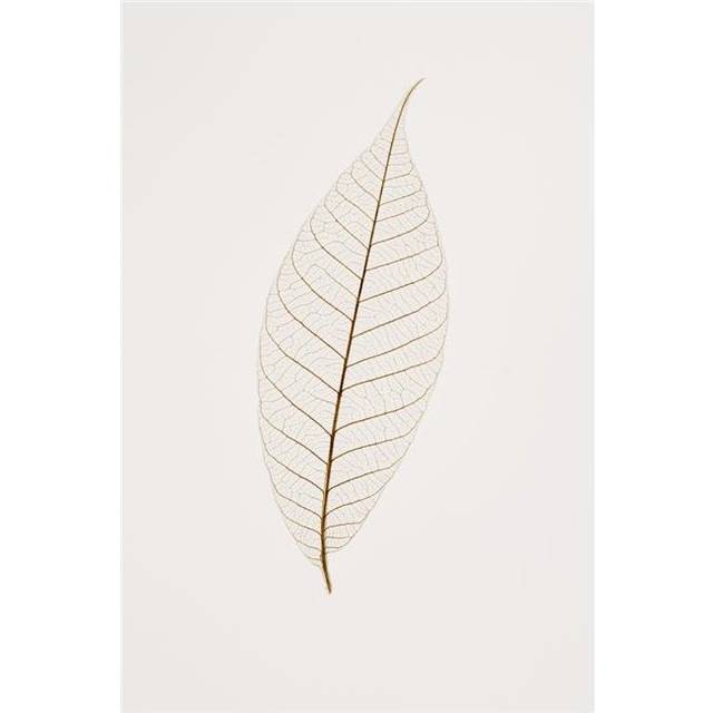 Transparent Leaf Poster Print by Kelly Redinger, 12 x 18