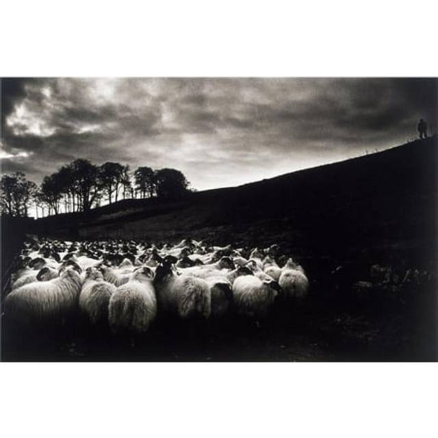 Sheep - Ireland Poster Print, 19 x 12