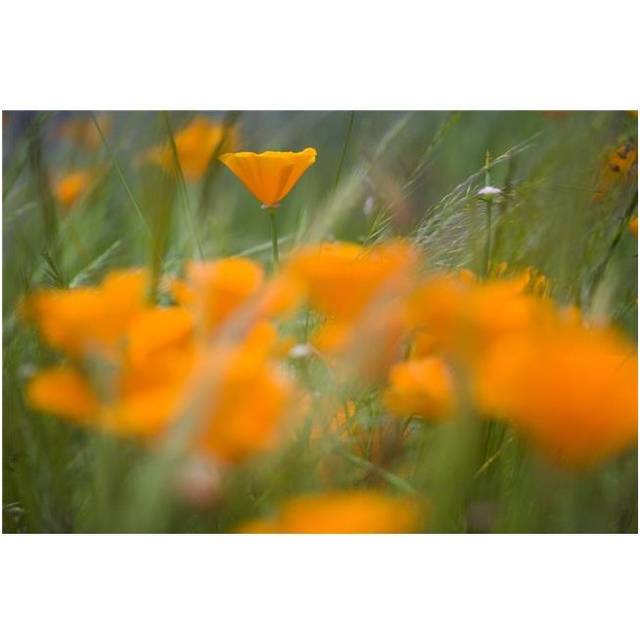 Close Up of Orange Poppy Flowers Poster Print, 20 x 13