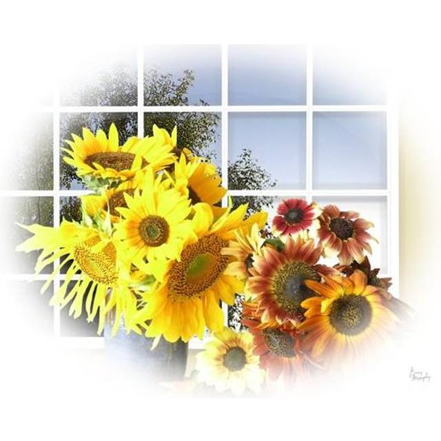 Sunflower 11 Poster Print by Greg Murphy - 26 x 20 in.