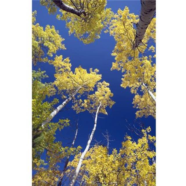 Forest During Autumn Kananaskis Alberta Canada Poster Print, 12 x 19