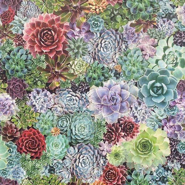 Arthouse Living Wall Succulent Wallpaper - Multi - 6 x 53 x 1005cm