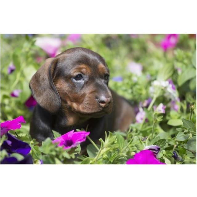 Standard Dachshund Puppy in Summer Garden Flowers - Monroe Connecticut United States of America Poster Print - 19 x 12 in.