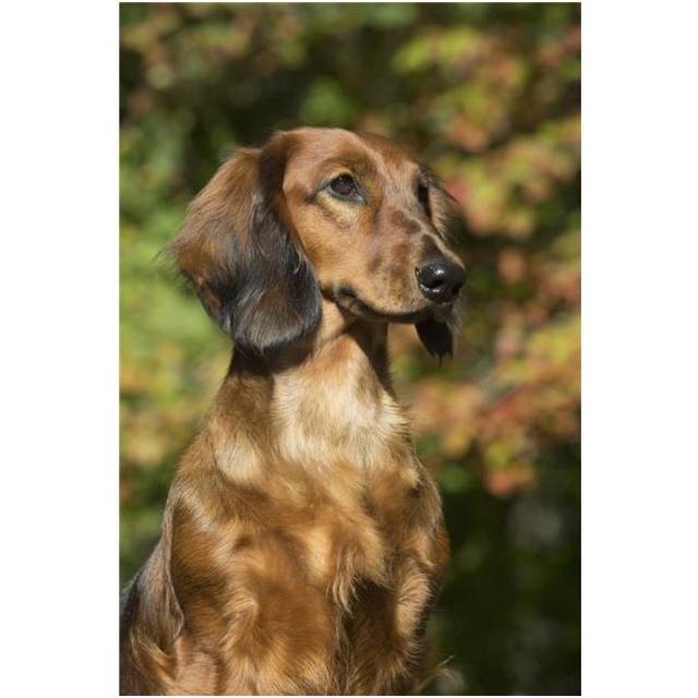 Standard Dachshund in September Vegetation - Putnam Connecticut United States of America Poster Print - 24 x 38 in. - Large