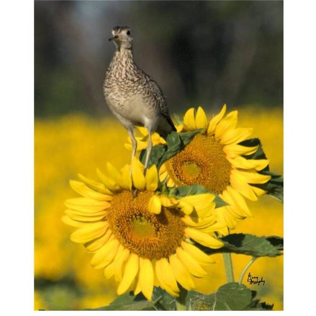 Sunflower 54 Poster Print by Greg Murphy - 20 x 25 in.
