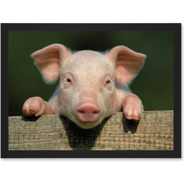 Pig Piglet Cute Farm Pink Baby Babe A4 Artwork Framed Wall Art Print - Black - One Size
