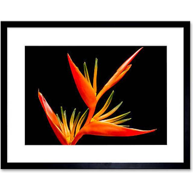 Wall Art Print Bird of Paradise Flower Framed - Black - W7 inch x H9 inch