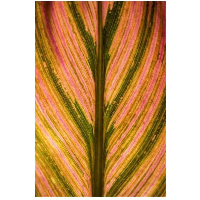 Close Up of A Colourful Leaf from A Tropical Plant - Maui Hawaii United States of America Poster Print by Scott Mead, 24 x 38 - Large