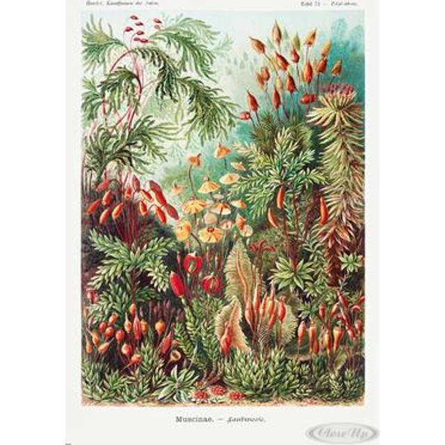 Laubmoose Poster Ernst Haeckel Kunstformen der Natur,Tafel 72