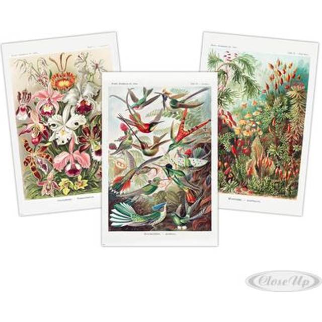 Kunstformen der Natur Poster 3er-Set Ernst Haeckel