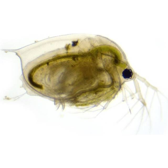 Swell UK Live Daphnia Aquarium Fish Food 10 Pack Tropical Fish Food