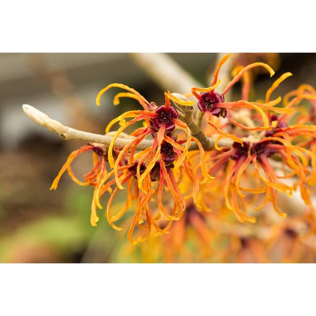 Orange Witch Hazel Flowers - Wrapped Canvas Photograph (30cm H x 46cm W)