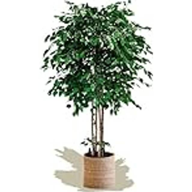 Excelsior (Eucalyptus, 190) (Ficus)