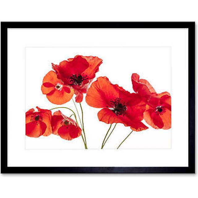 Wee Blue Coo Flower Poppy Heads Red Petals Photo Framed Wall Art Print 30 x 41cm - 43.3 x 33.3 x 1.5cm